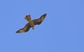 Falco eleonorae, Greece Royalty Free Stock Photo