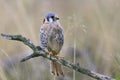 falco sparverius. American kestrel sitting on the branch. Royalty Free Stock Photo