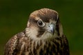 Falcon Royalty Free Stock Photo