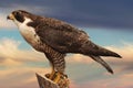 Falcon Royalty Free Stock Photo