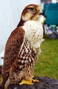 Falcon Royalty Free Stock Photo