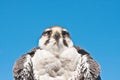 Falcon Royalty Free Stock Photo