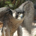 Falcon Royalty Free Stock Photo