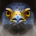 Falcon. Royalty Free Stock Photo