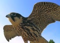 Falcon Royalty Free Stock Photo