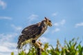 The falcon at Bali Birds Park