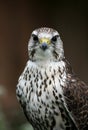 Falcon bird