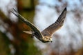 Falcon bird in flight