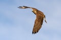 Falcon bird in flight