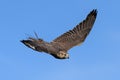 Falcon bird in flight