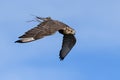 Falcon bird in flight