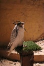 Falcon bird with its eyes covered perched on a grass pole.