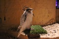 Falcon bird with its eyes covered perched on a grass pole.