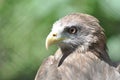 Falcon bird, Jos wildlife park