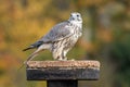 Falcon bird on a perch