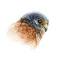 Falcon bird portrait watercolor illustration. Hand drawn close up realistic kestrel head image. Wild predator avian Royalty Free Stock Photo