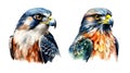 Falcon bird, watercolor clipart illustration with isolated background