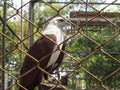 Falcon in the cage