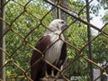 Falcon in the cage