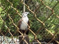 Falcon in the cage