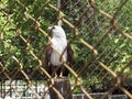 Falcon in the cage