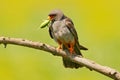 Falcon with catch locust grasshopper. Red-footed Falcon, Falco vespertinus, bird sitting on branch with clear green background, in Royalty Free Stock Photo