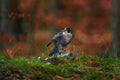 Falcon catch in orange autumn. Bird feeding behaviour. Peregrine Falcon, bird of prey sitting in forest moss stone with catch