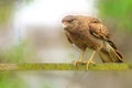 Falcon Chimango Caracara perched