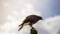 falcon climbed to the tip of a belfry in spain, is ready to jump Royalty Free Stock Photo