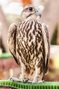 Falcon Royalty Free Stock Photo