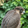 Falcon close-up