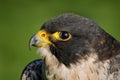 Falcon, close-up head portrait. Peregrine Falcon, bird of prey sitting on the stone in the rock, detail portrait in the nature