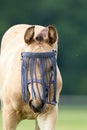 A falcon color foal in the field, wearing a fly mask, pasture, horse