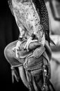 Claws of a falcon falconry