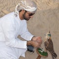 Falcon, falconry, falconer Royalty Free Stock Photo