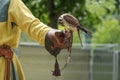 Falcon is fed on the leather glove by a falconer, a small but fast hunting bird during training, copy space