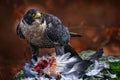 Falcon feeding behaviour. Peregrine Falcon, bird of prey sitting forest moss stone with catch during autumn season, Germany.