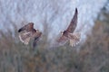 Falcon figh. Gyrfalcon, Falco rusticolus, bird of prey fly. Flying rare bird with white head. Forest in cold winter, animal in Royalty Free Stock Photo