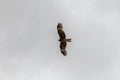 A falcon flies in the sky looking for prey over the Altai Mongolian mountains Royalty Free Stock Photo