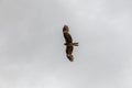 A falcon flies in the sky looking for prey over the Altai Mongolian mountains