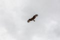 A falcon flies in the sky looking for prey over the Altai Mongolian mountains Royalty Free Stock Photo