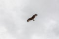 A falcon flies in the sky looking for prey over the Altai Mongolian mountains