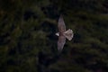 Falcon flyght. Gyrfalcon, Falco rusticolus, bird of prey fly. Flying rare bird with white head. Forest in cold winter, animal in Royalty Free Stock Photo