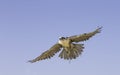 Falcon flying against a blue sky Royalty Free Stock Photo