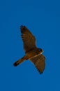 Falcon flying over the blue sea