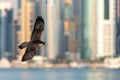 falcon flying over cityscape