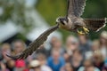 falcon flying over a crowd at a bird show Royalty Free Stock Photo