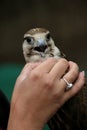 The falcon gets caressed by the man Royalty Free Stock Photo