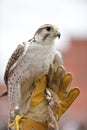 A falcon Royalty Free Stock Photo