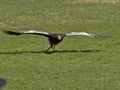 Falcon-guided  Harris`s hawk ,  Parabuteo unicinctus, in flight Royalty Free Stock Photo